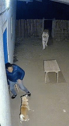 小哥哥：旺财，我必须给你加鸡腿。