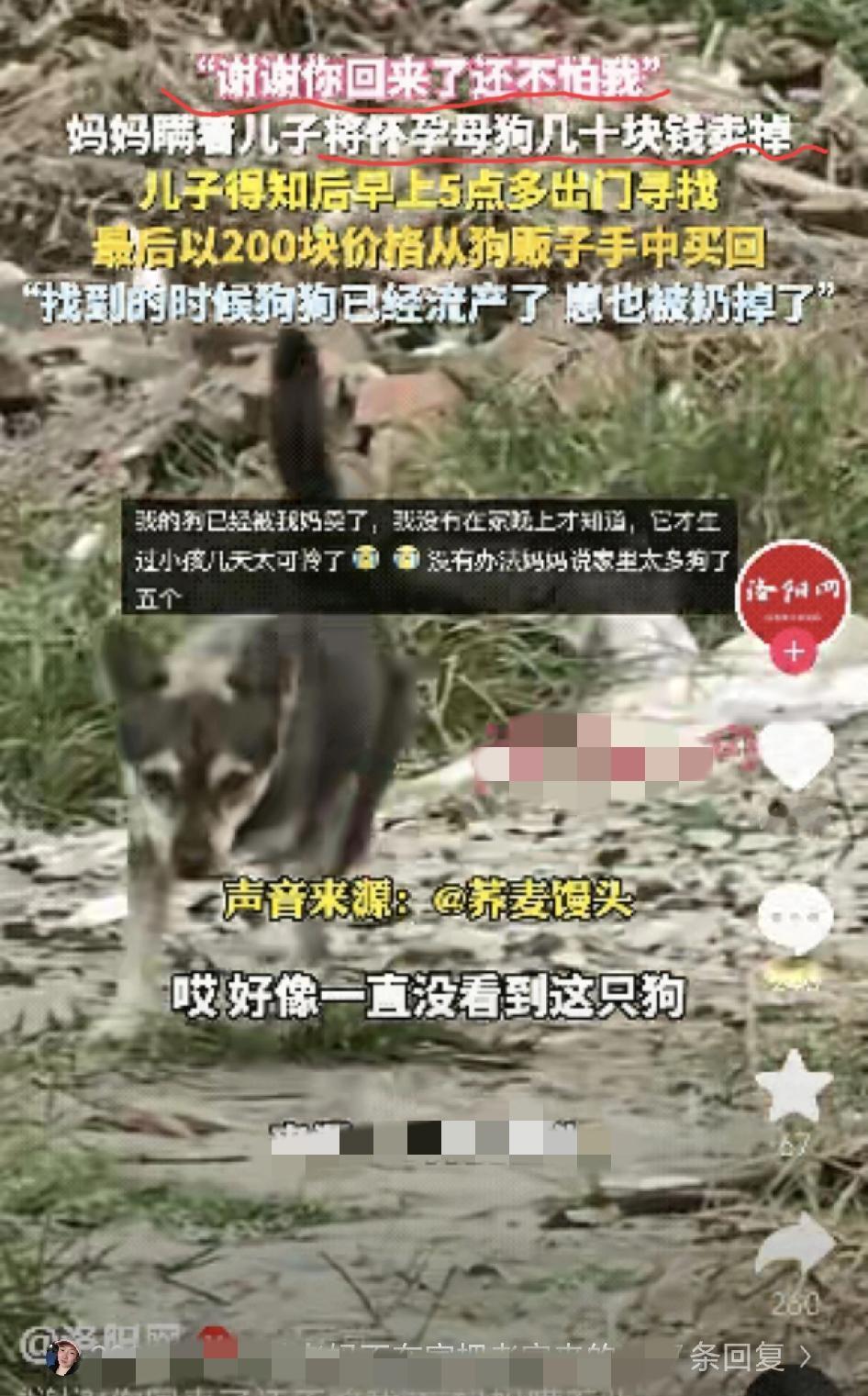 泪目了！湖北网友42小时不眠不休找狗的故事，看一次破防一次！明明是全家疼