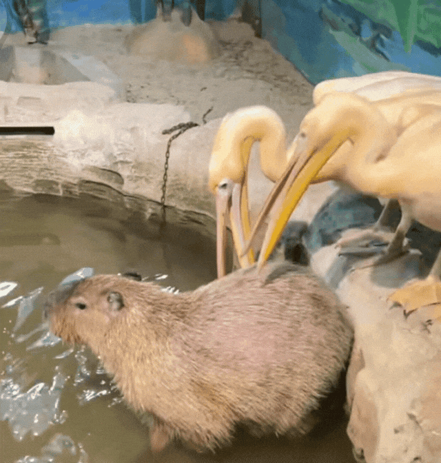 不愧是情绪稳定之王这样也没反应