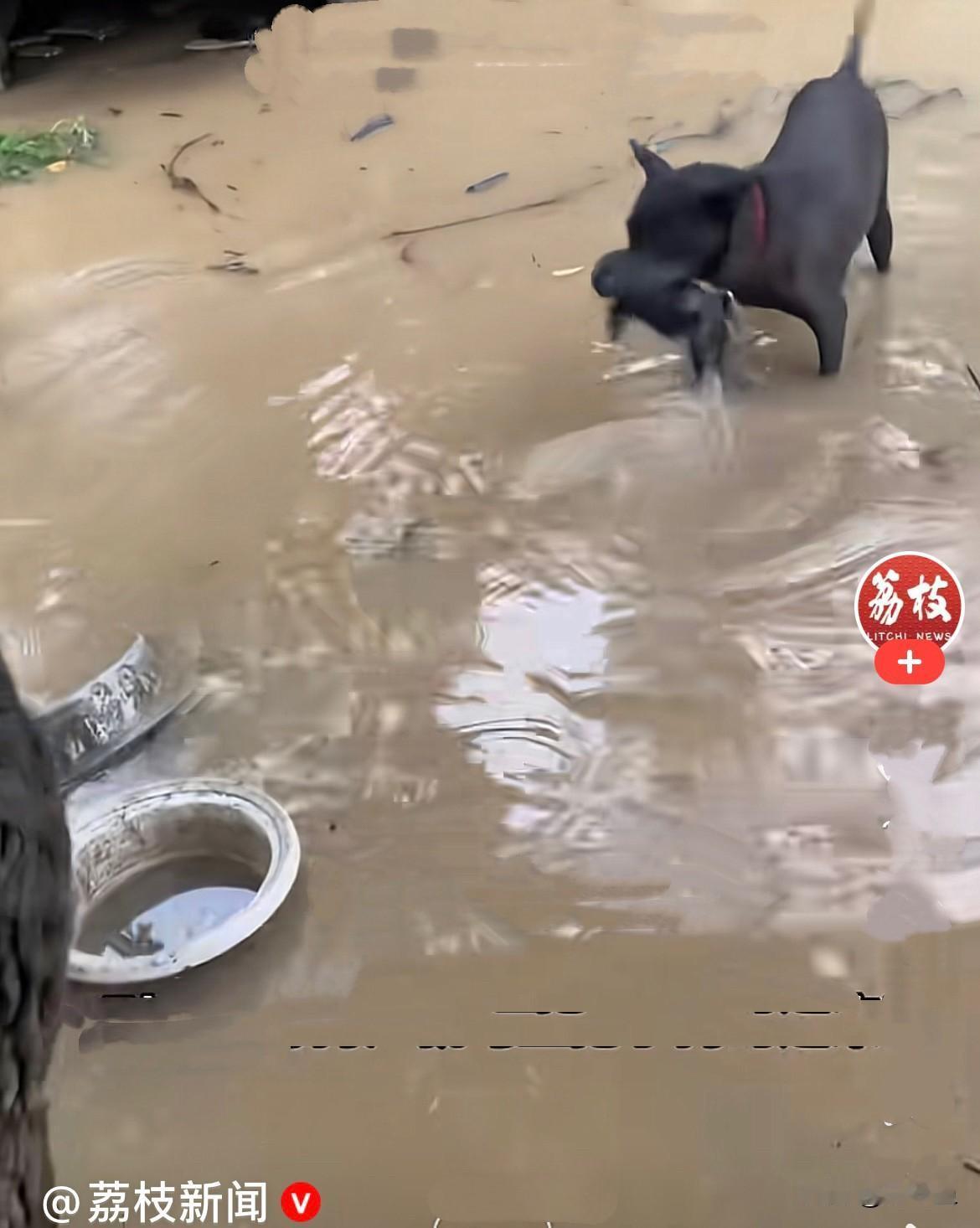 近日，广东汕头持续大暴雨，林先生家的院子积水足足30厘米深，整个狗窝彻底被