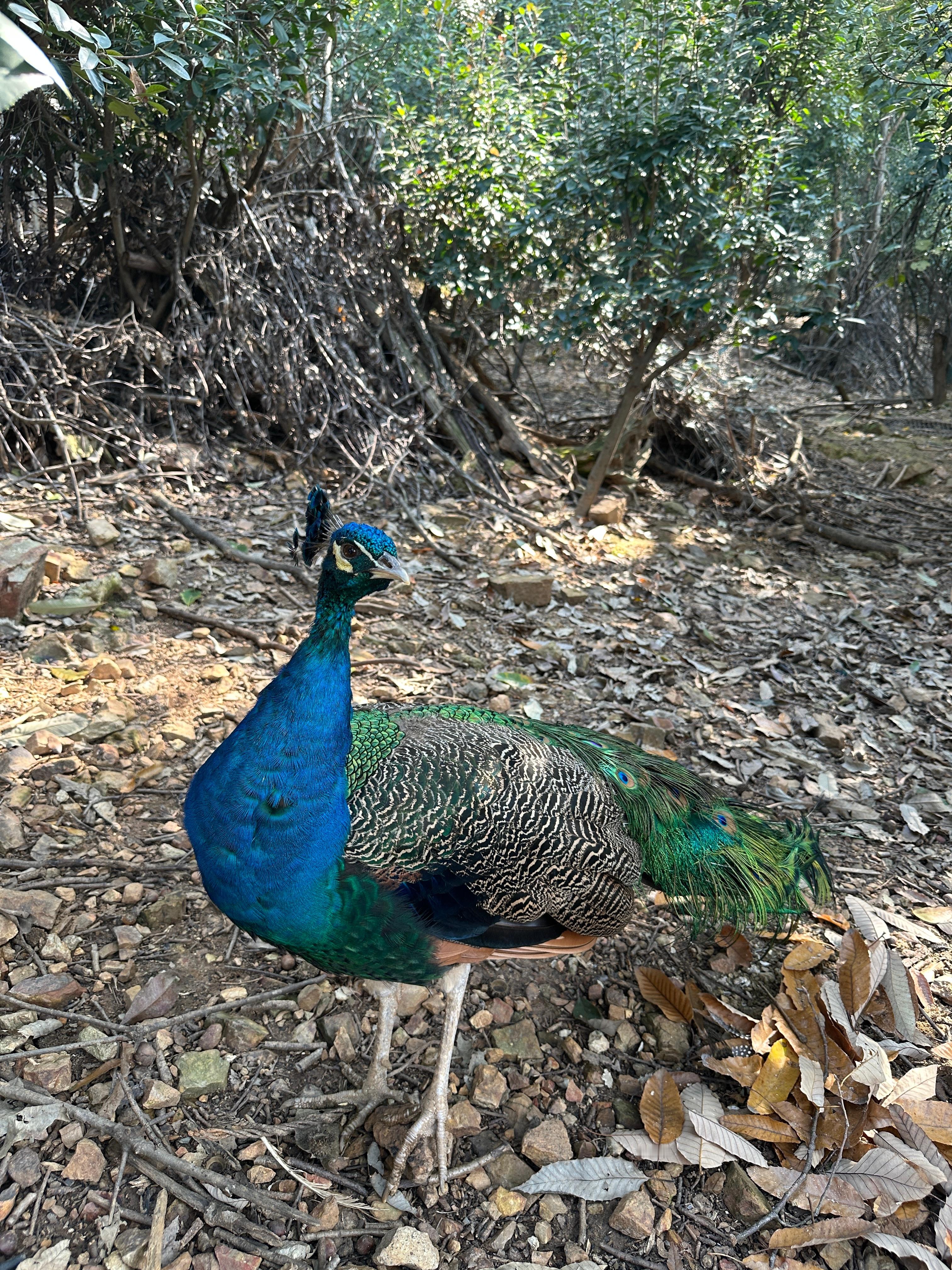 感觉狼看起来好像狗狗哈哈哈哈哈