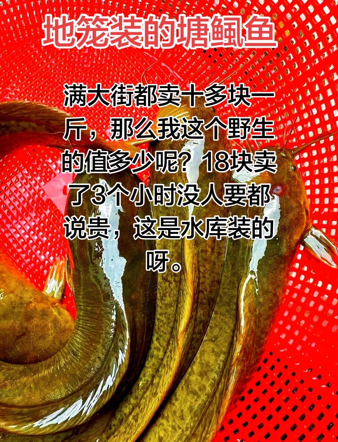 员工养殖的十多块以上塘鲺鱼，看我这个野生的18块，卖了三个小时没人问，还有人说这