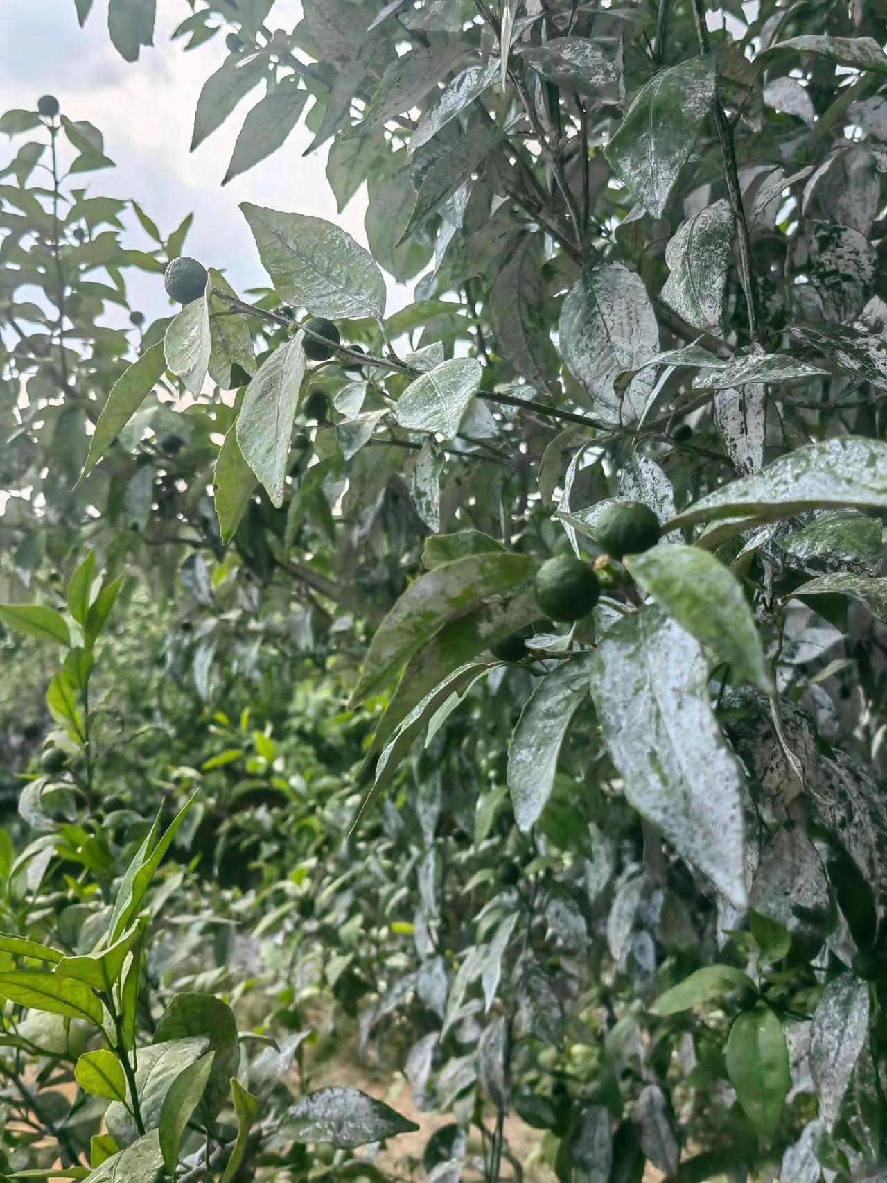 没啥用，这种挂果量，一棵树也不到一百斤，难搞
