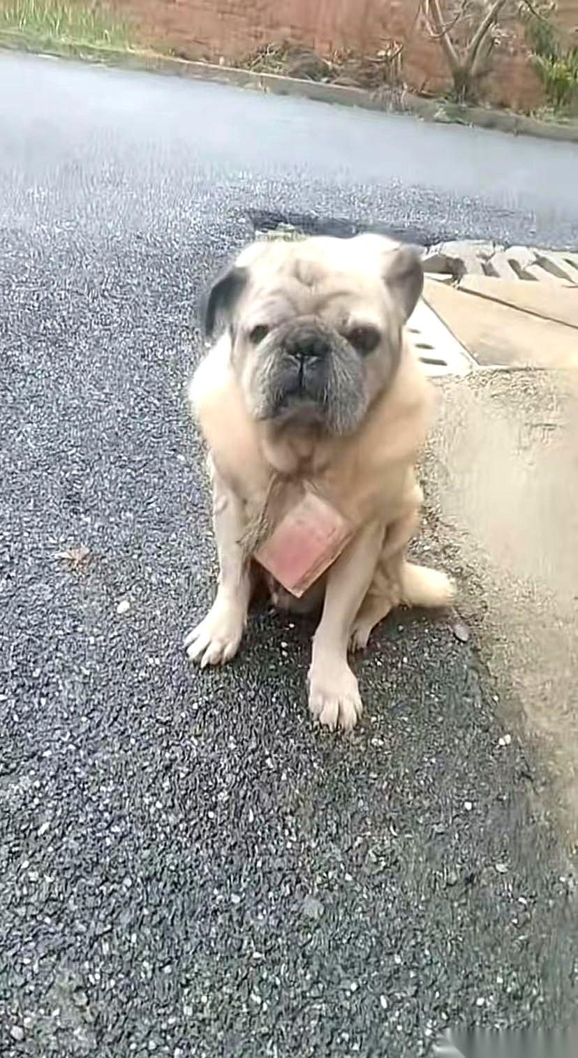 今儿早上看到最扎心的一幕。一只小狗，脖子上挂着几百块钱，就那么孤零零地坐在小区