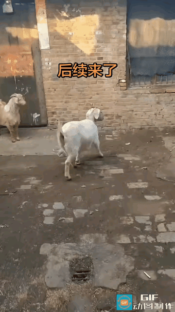 谁能想到！家里养的普通小羊，直接解锁飞檐走壁技能，把主人都看懵了😂广东这位大