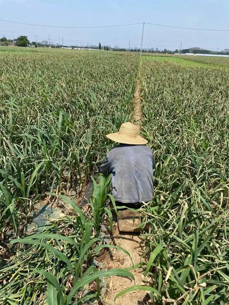 现在我们国家面临一个很矛盾的问题，大家都知道农民种地赚不到钱，但粮食价格又不能上