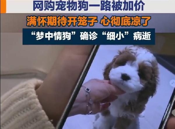 网购宠物狗必看！湖北章女士被连环加价，花6000多竟收到“货不对板”的狗3月1