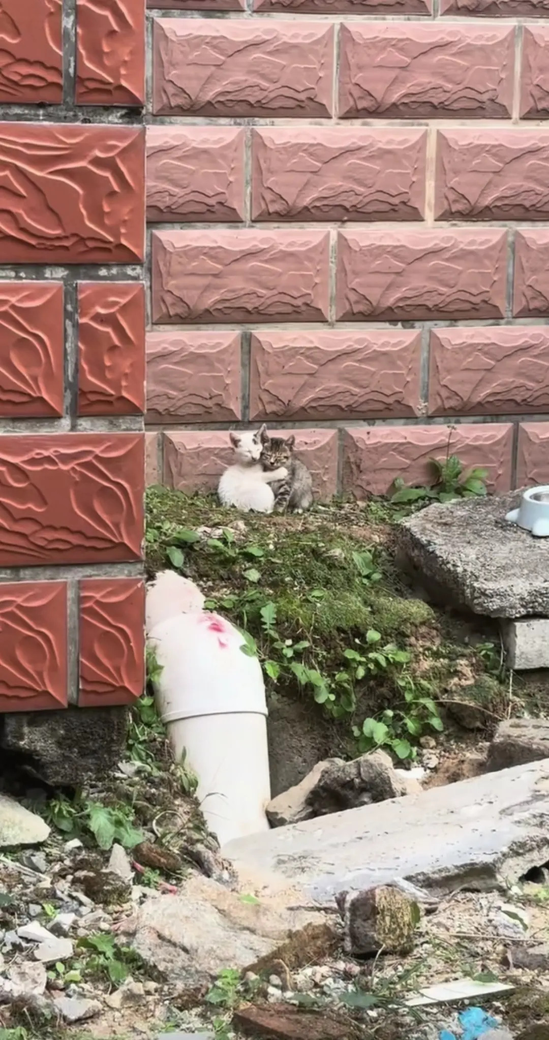 猫咪晒太阳的模样，总能让人的心瞬间柔软下来。就像此刻，看着这俩小家伙，一天的疲惫