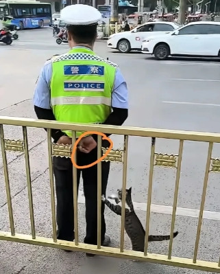 交警与流浪猫的奇妙缘分：每天偷偷喂食，网友直呼“太有爱”