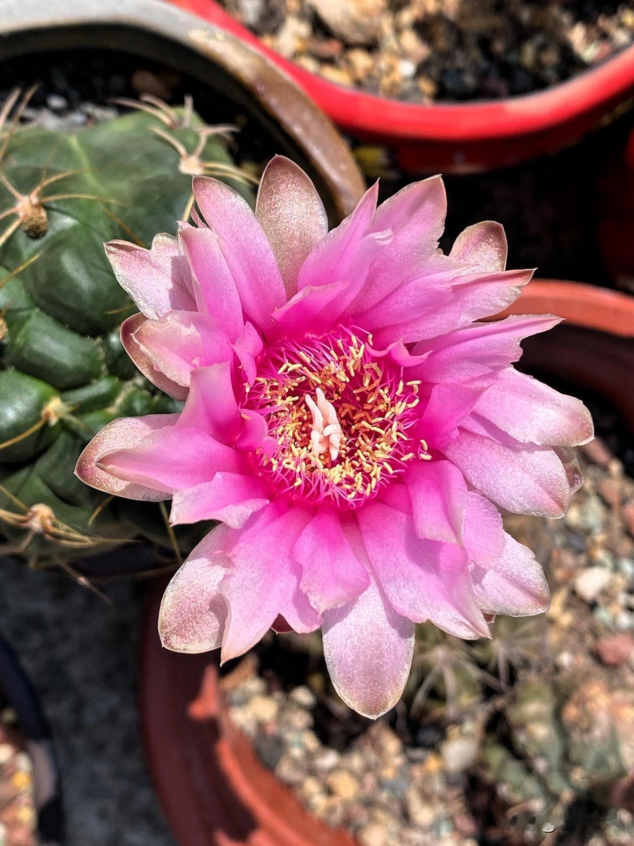 图1和图2是海王仙人球开花，图1是美花海王，图2是高木海王。图3光淋玉仙人球开