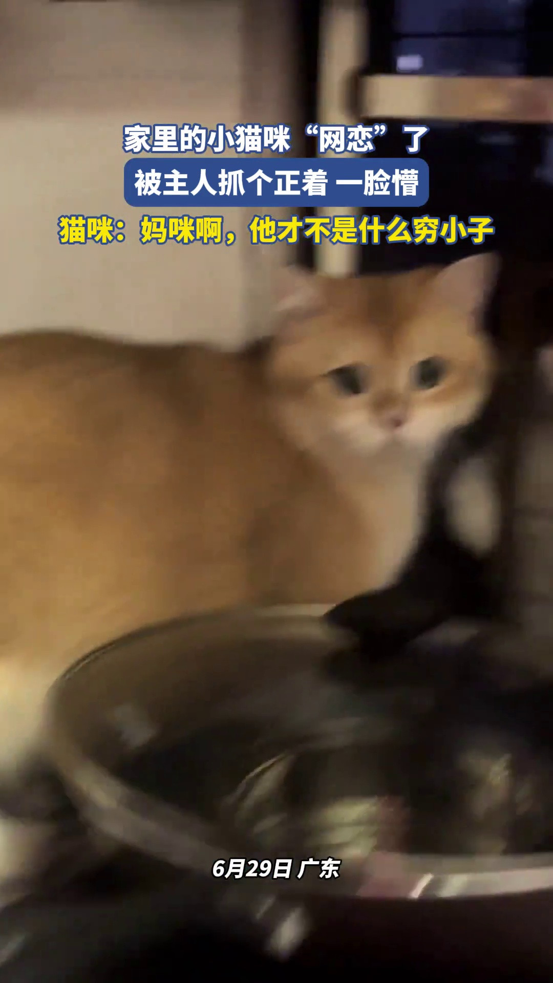 家里的小猫咪“网恋”了，被主人抓个正着一脸懵