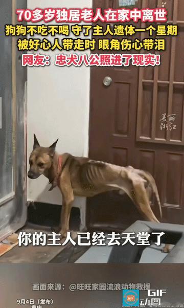 “万物皆有灵！”重庆，一位70多岁的老人在家里不幸离世，他喂养的狗狗不吃不喝的守