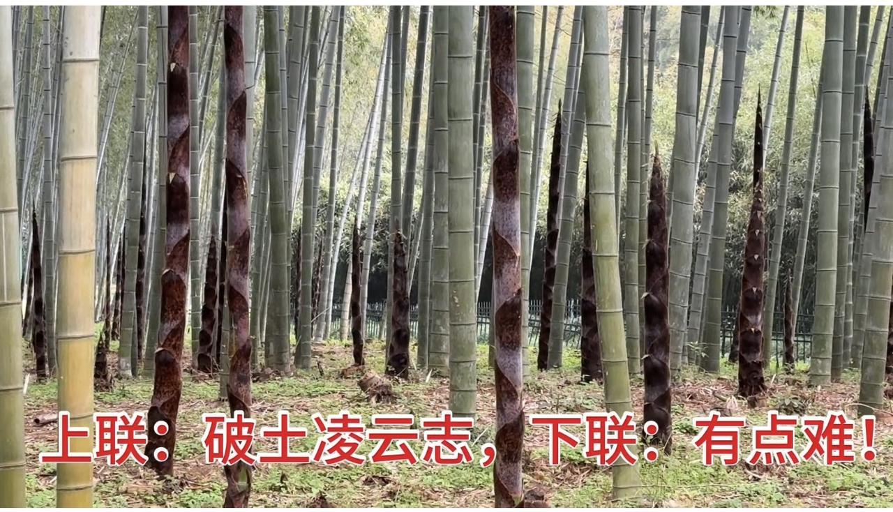 竹子长得真猛！竹子一天一个样！上联：破土凌云志，下联？上联：破土凌云志，下联