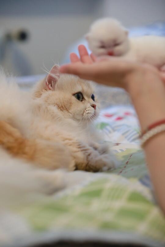 世界上怎么会有这么可爱的小猫？