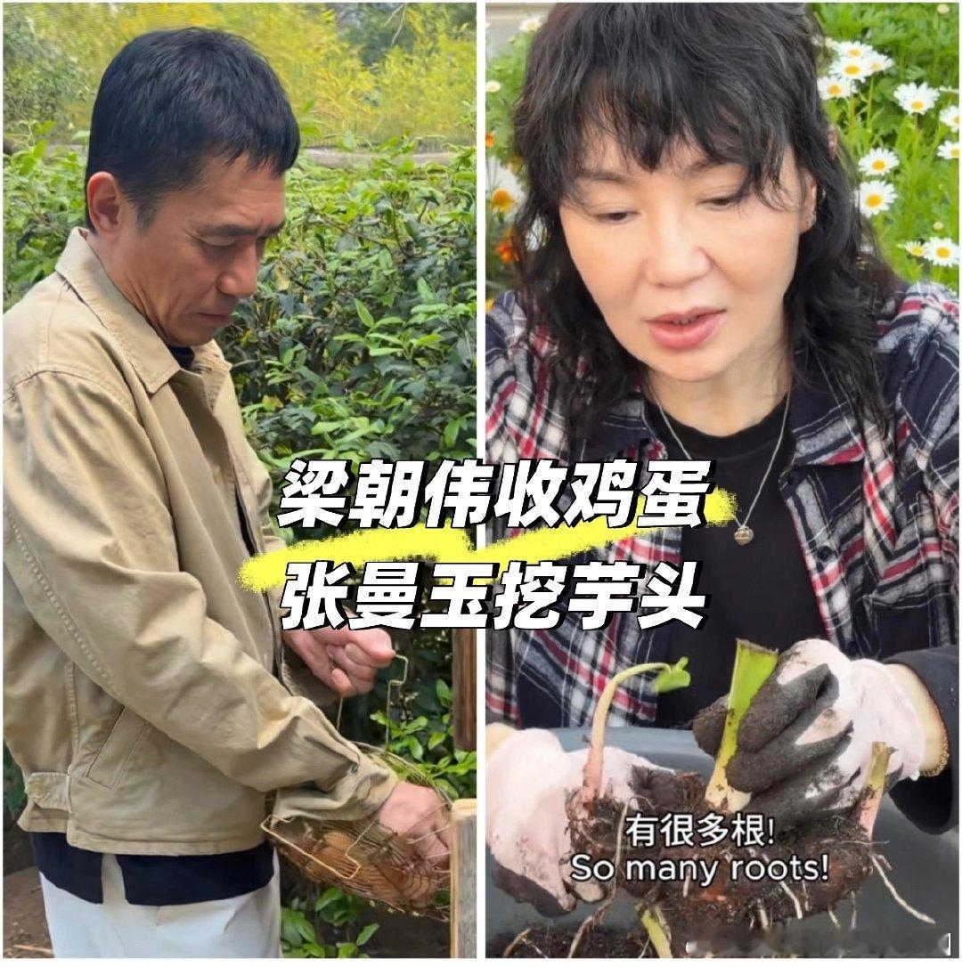 起猛了，看到曾经高冷的影帝梁朝伟，穿着朴素，蹲在鸡舍旁，小心翼翼地捡鸡蛋，动作好