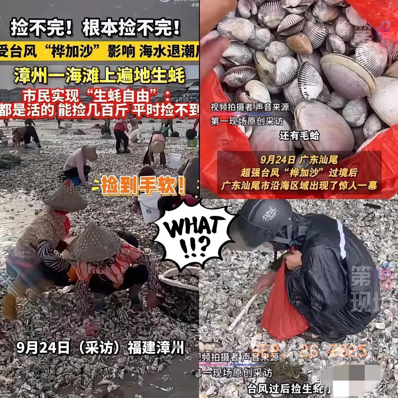 没想到！超强台风“桦加沙”刚走，广东汕尾直接上演现实版“海鲜大派送”，退潮