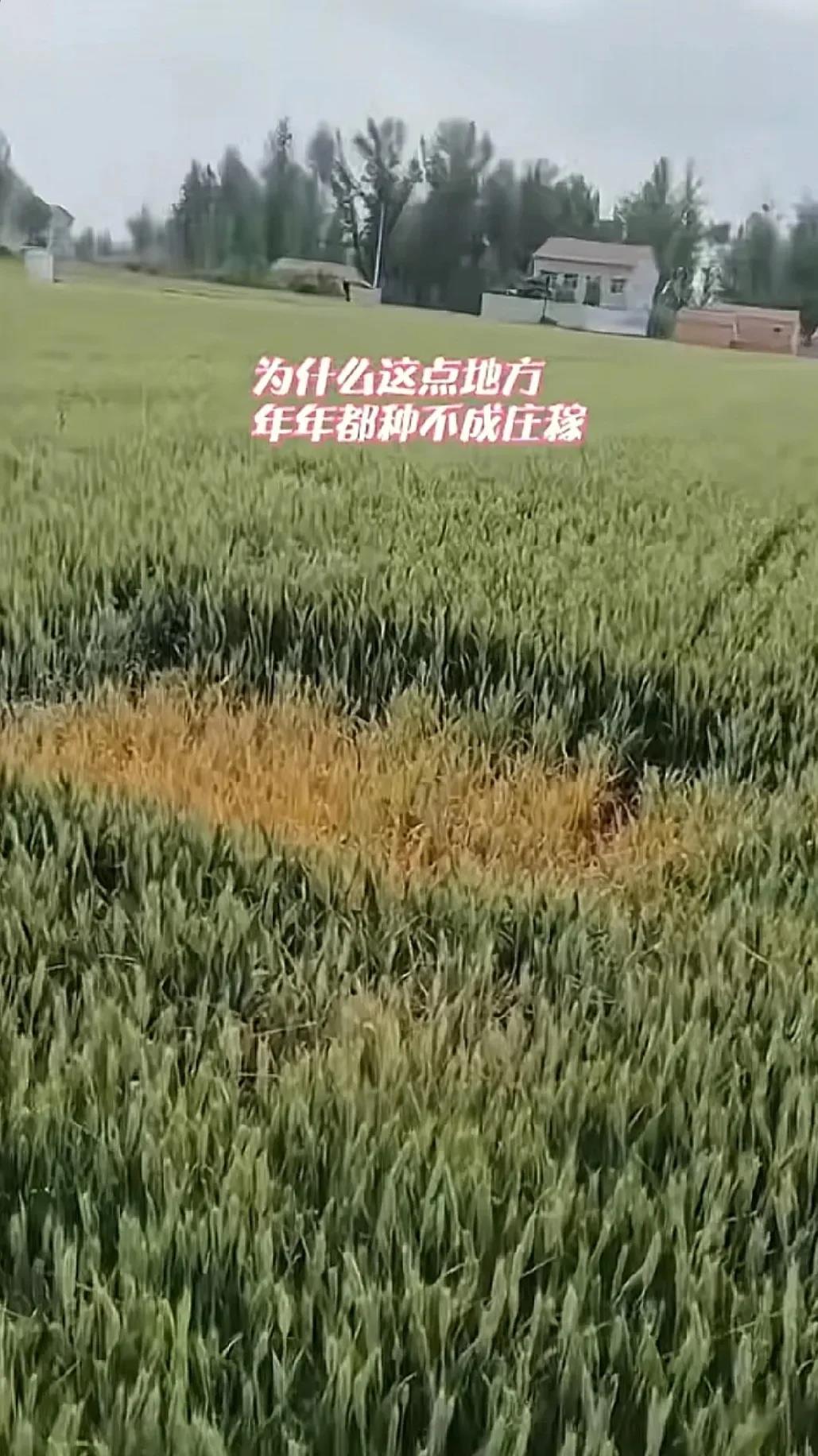 这是为什么呢？有人知道吗？