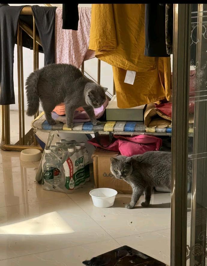 狸花猫连夜扛户口本跑了