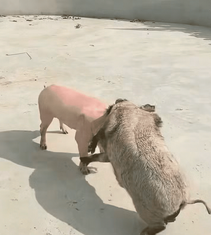 离谱！村里家猪单挑下山野猪，结局直接看傻了山下村子闯进来一头野猪，偷偷溜进