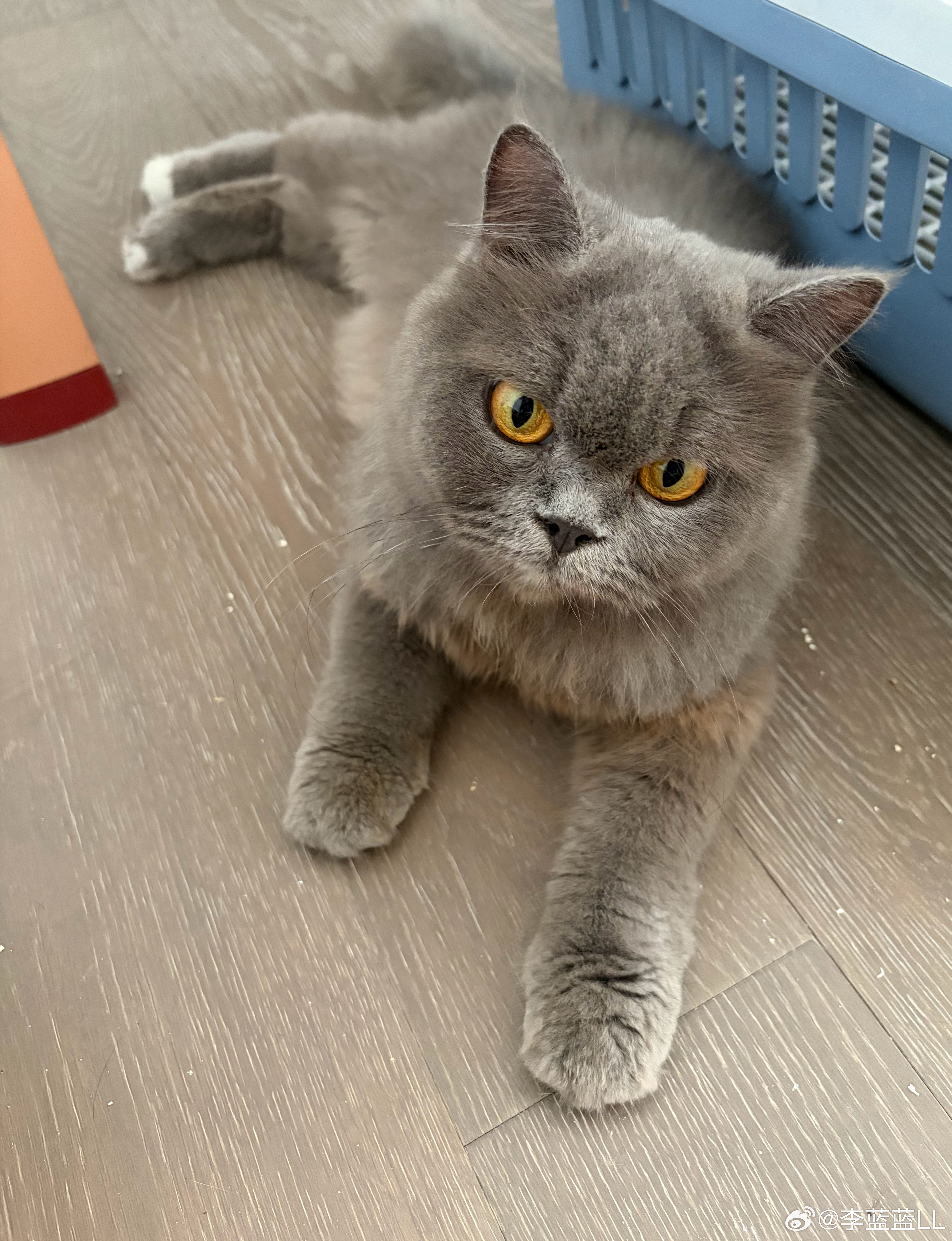 求助养猫大佬！捡回来的蓝猫因为怀孕生小猫，一直关着隔离。最近想放出来和家里别的猫