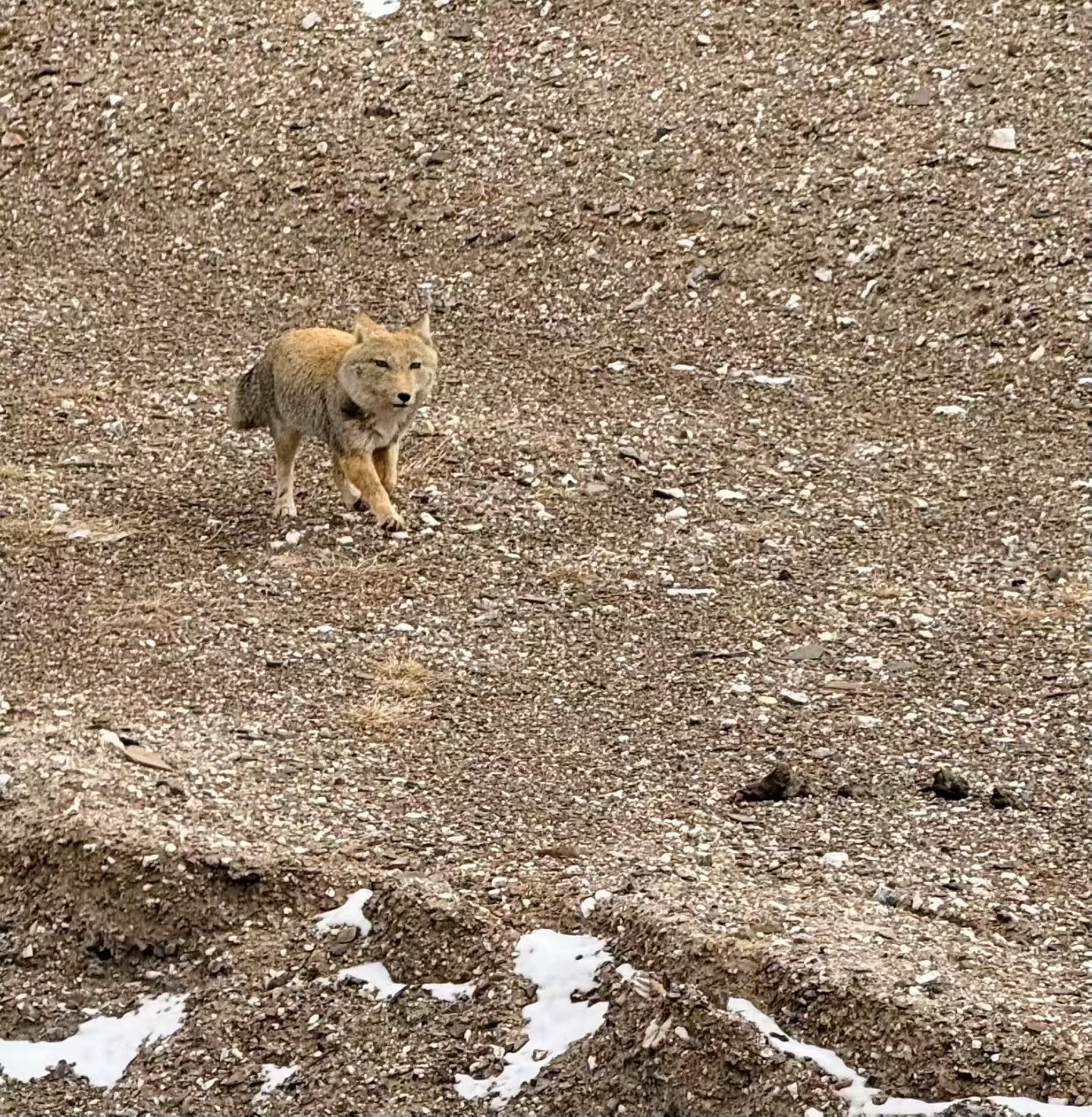 穿越羌塘无人区，偶遇藏狐之前就总有人说，我和它长得很像，真的吗