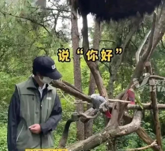 天下奇闻：云南一鹦鹉骂人被游客投诉！近日，云南某景区一只灰鹦鹉因“出口成脏”被