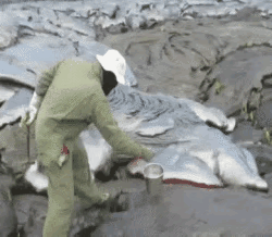 趁热吃，感觉很新鲜，不过是不是有点儿粘牙？👍