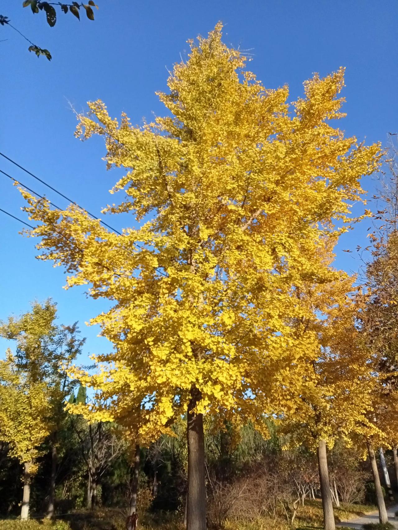 现在农村有多少青壮年在家种地的?现在种地用不着青壮年啊，全是机械化，现在北方种上