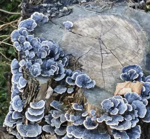 广东清远，有一对夫妻拿着镰刀上山砍鸡血藤，刚走到一个村庄的后山上，突然发现一棵被