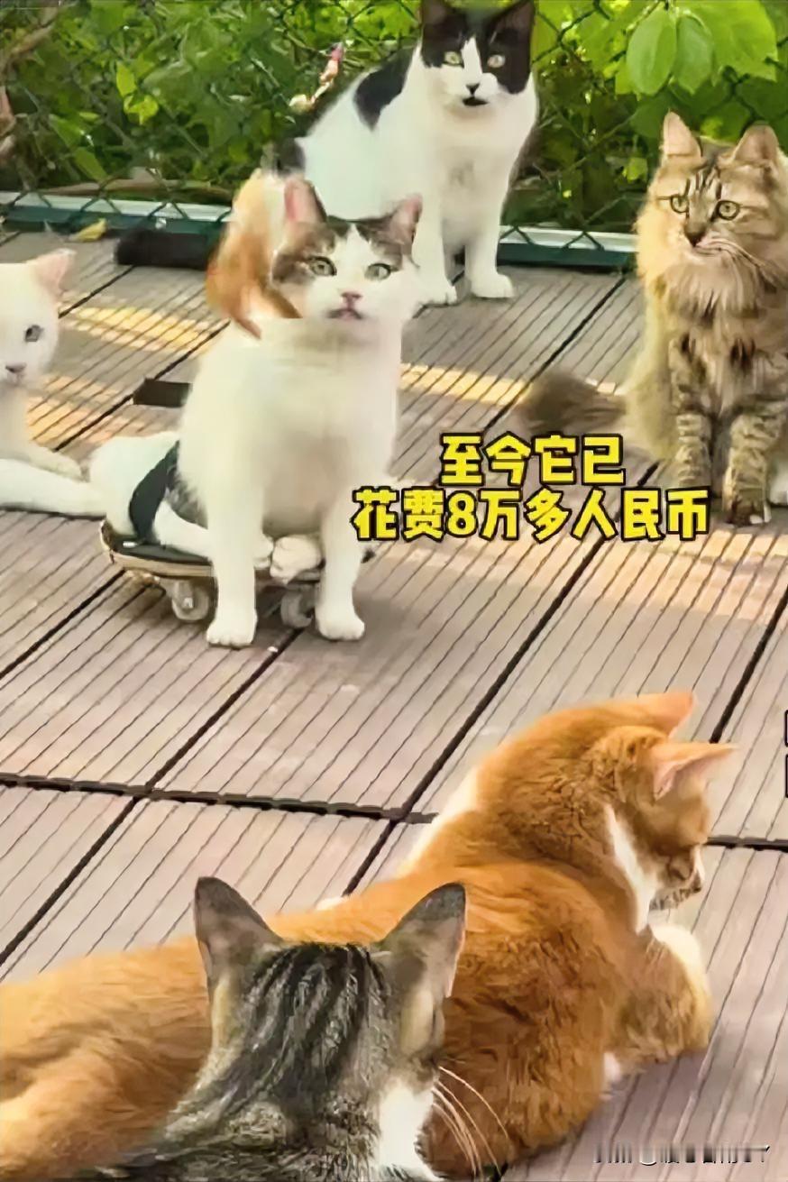 3年8万，这只流浪猫的求生传奇，看完让人泪目！在街头，一只残疾流浪猫拼尽最后