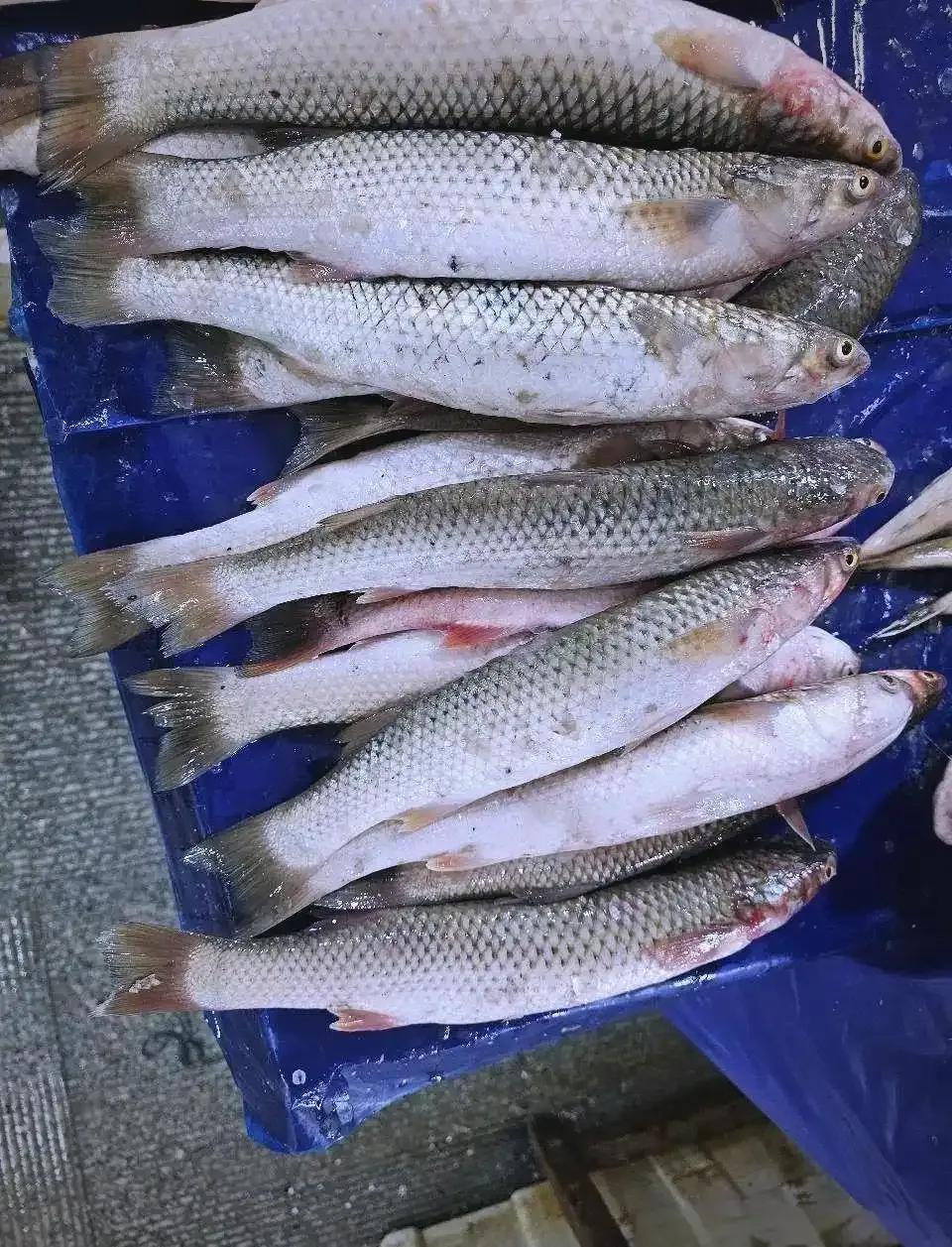 真的是有好东西捡啊！1月19日，一媒体报道，由于天气太冷，天津滨海公园被冰封，