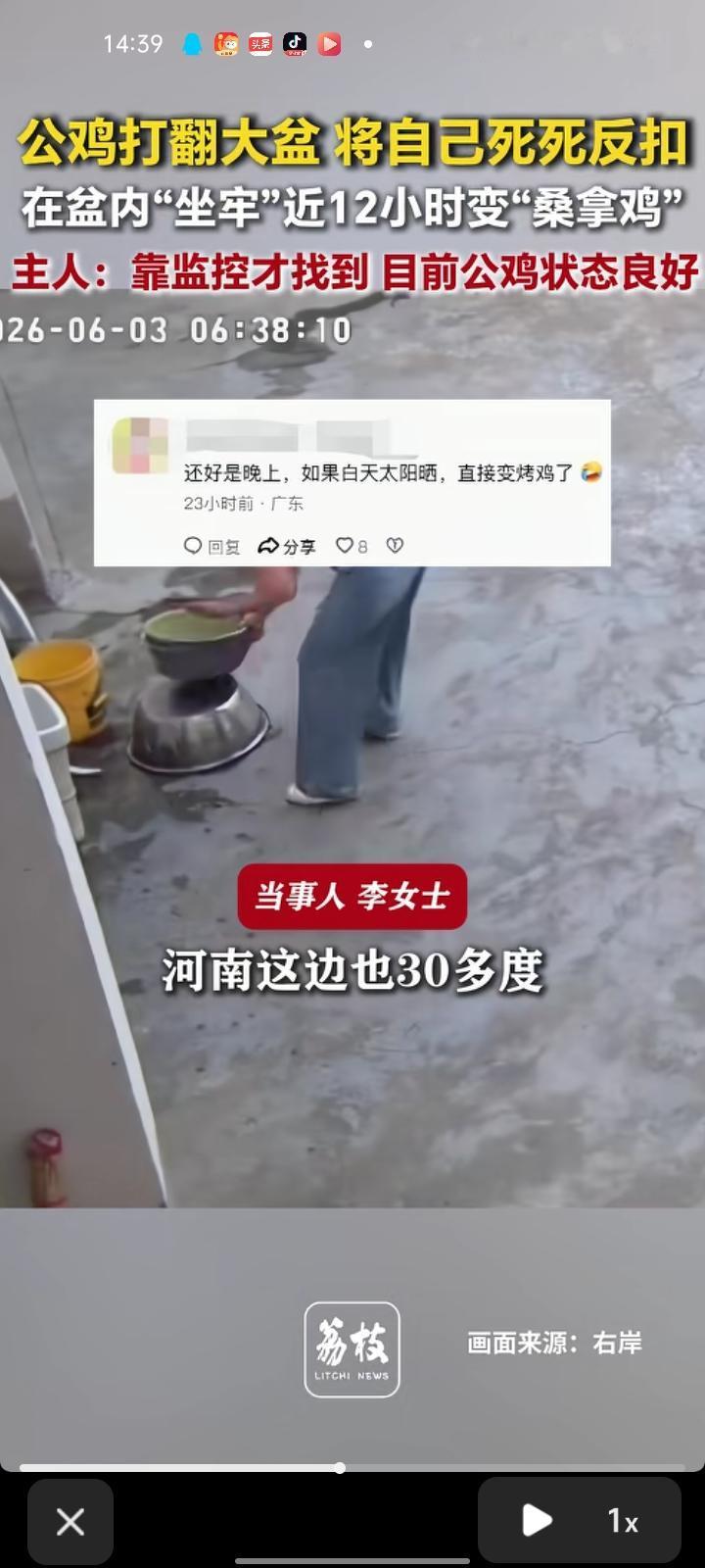 6月2日，河南周口。网友发视频称，自家公鸡打翻大盆，将自己死死反扣。当地气温有三