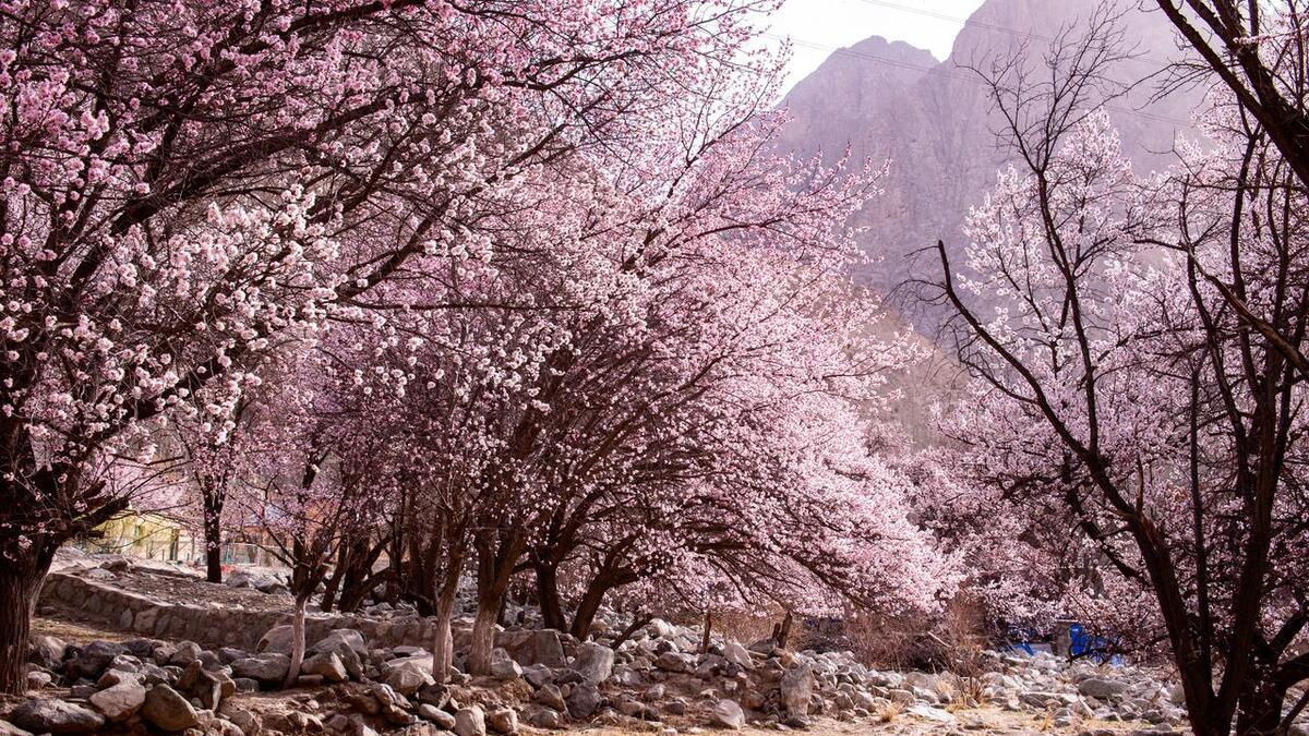 3月-4月赏花去,春季赏花地图,15个高颜值赏花地,挑一个出发吧