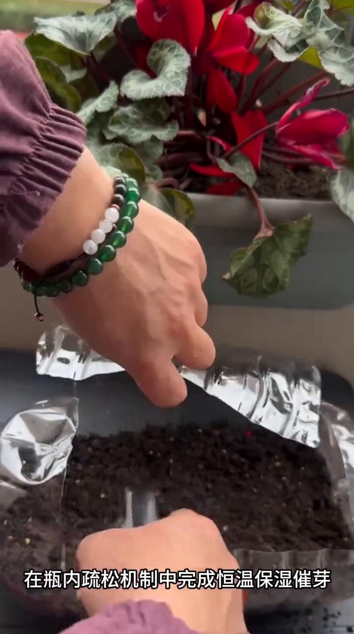 改造简易育苗容器。这是利用废弃塑料瓶改造简易育苗容器。取完全成熟辣椒，剥离内部