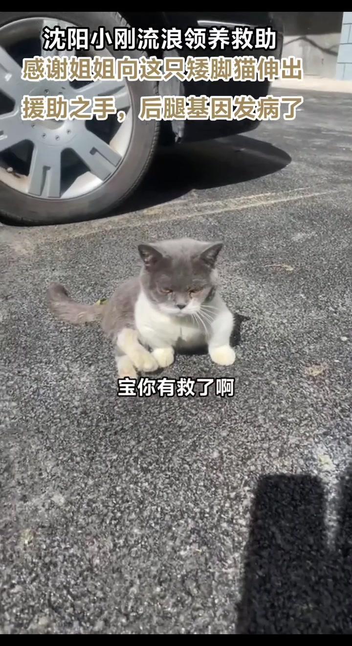 💛救下腿有残疾的小母猫，总算不用在外挨冻流浪了。它怯生生小脸看着特别让人心疼，