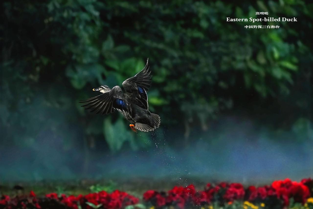 花境飞羽，掠影惊鸿。深圳湿地的常客——斑嘴鸭，振翅间，蓝翼如镜，是中国野保“