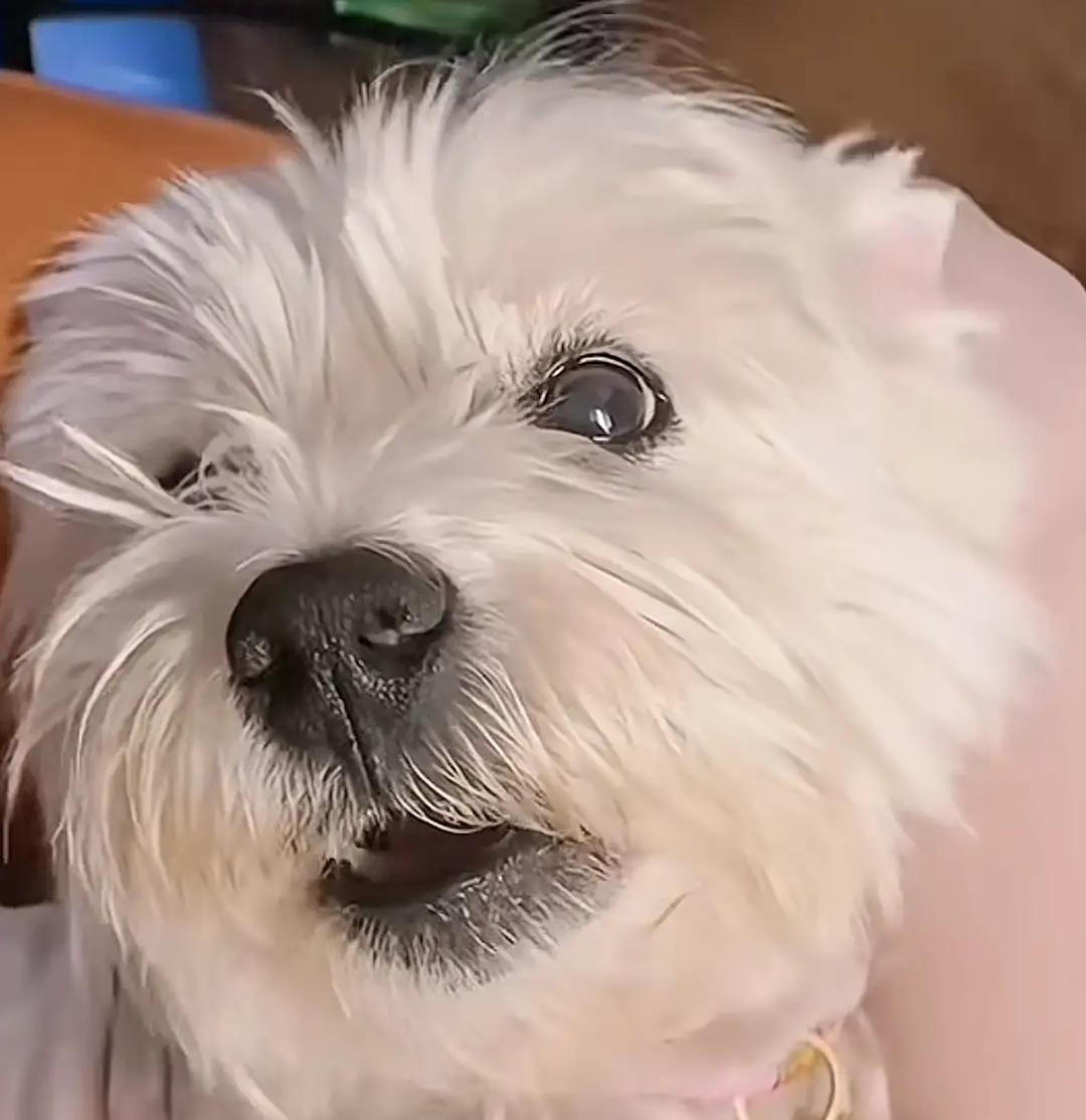 作为养狗人，最佩服的还是名叫papi妈的北京李女士，为了给自己的爱宠讨个公道把工