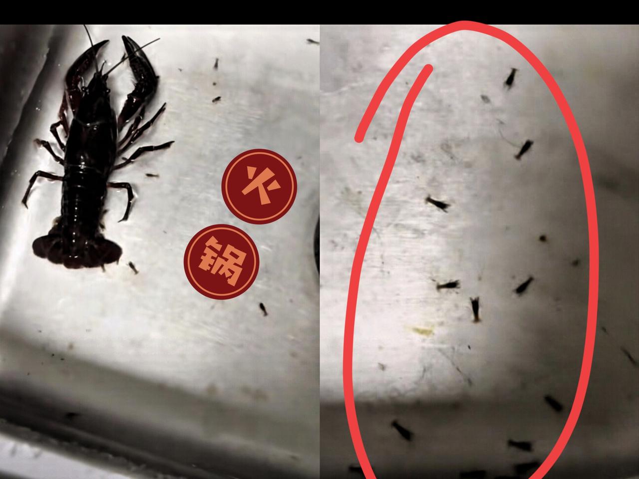“太意外了！”河北一名男子去野外钓鱼，鱼没钓着几条，反倒钓上一只龙虾，本以为是“