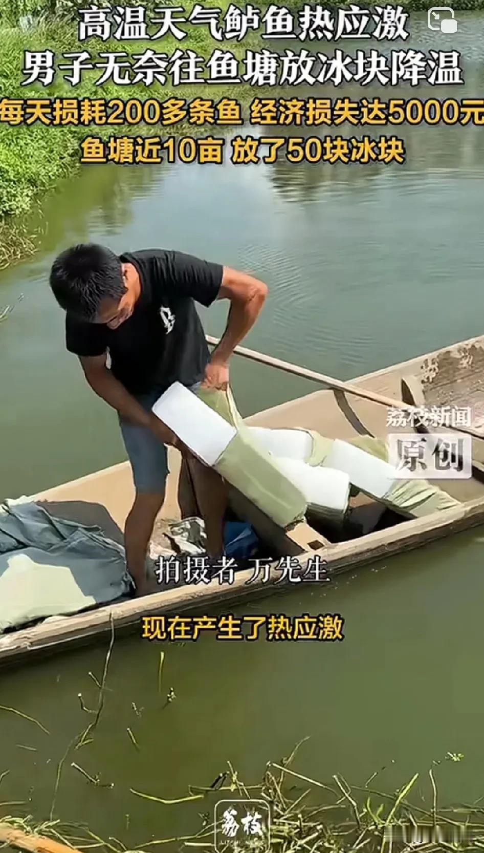 每天有200条鱼热死，男子不顾损失投放冰块！高温天气下鲈鱼出现热应激反应，男子