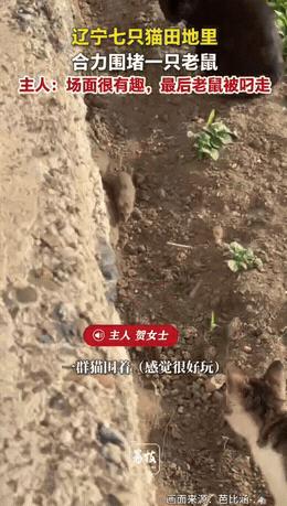 史上最惨老鼠诞生！5月10日，辽宁一女子下地看庄稼，猛然被田里的一幕定住脚步：7