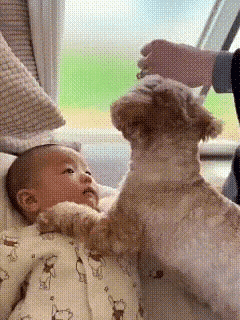 真不建议家里有小孩还养狗这爹妈脑子缺根弦吧