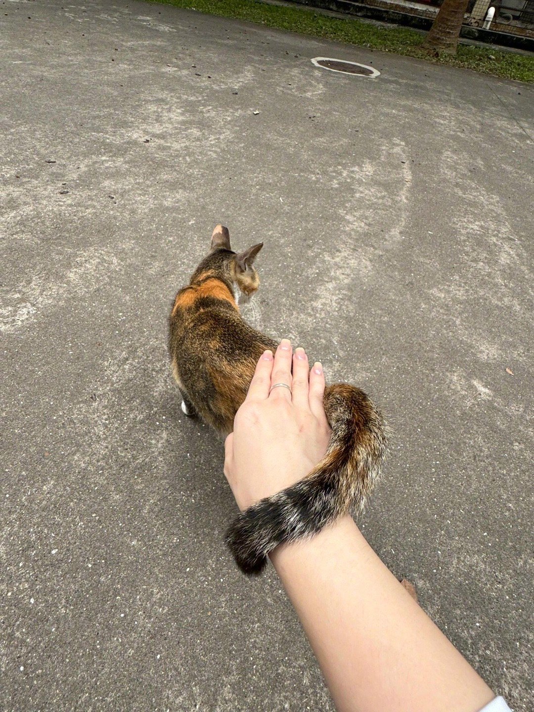 限量版猫猫手环​​​