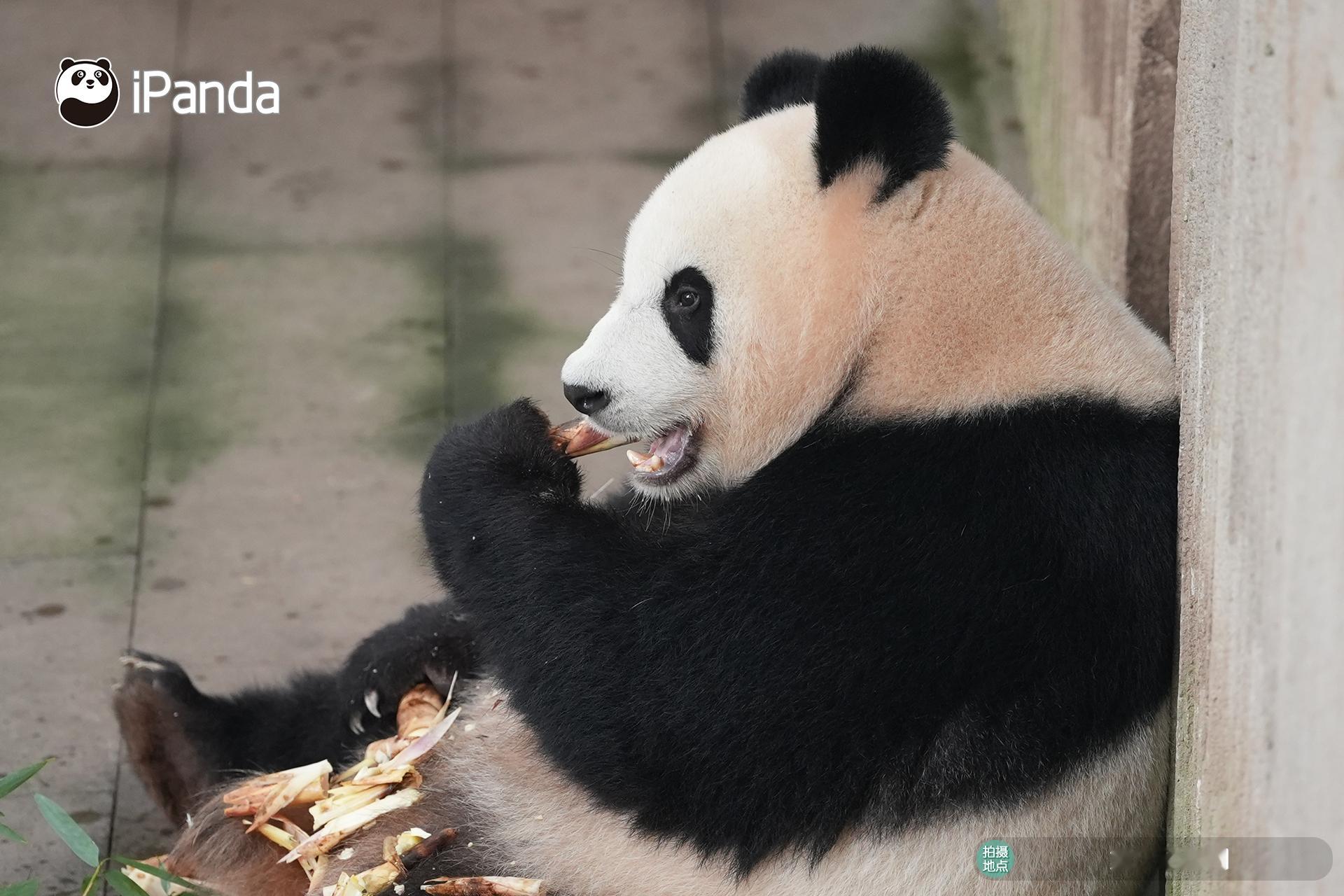 (๑＞ڡ＜)☆嘿嘿～我应该也算“知食分子”吧？熊猫趣图大熊猫良月