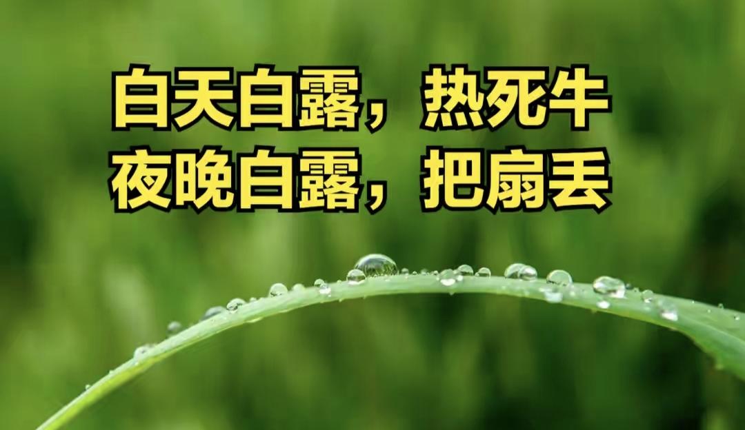 “白天白露，热死牛；夜晚白露，把扇丢”，今年白露在几点？“白天白露，热死牛