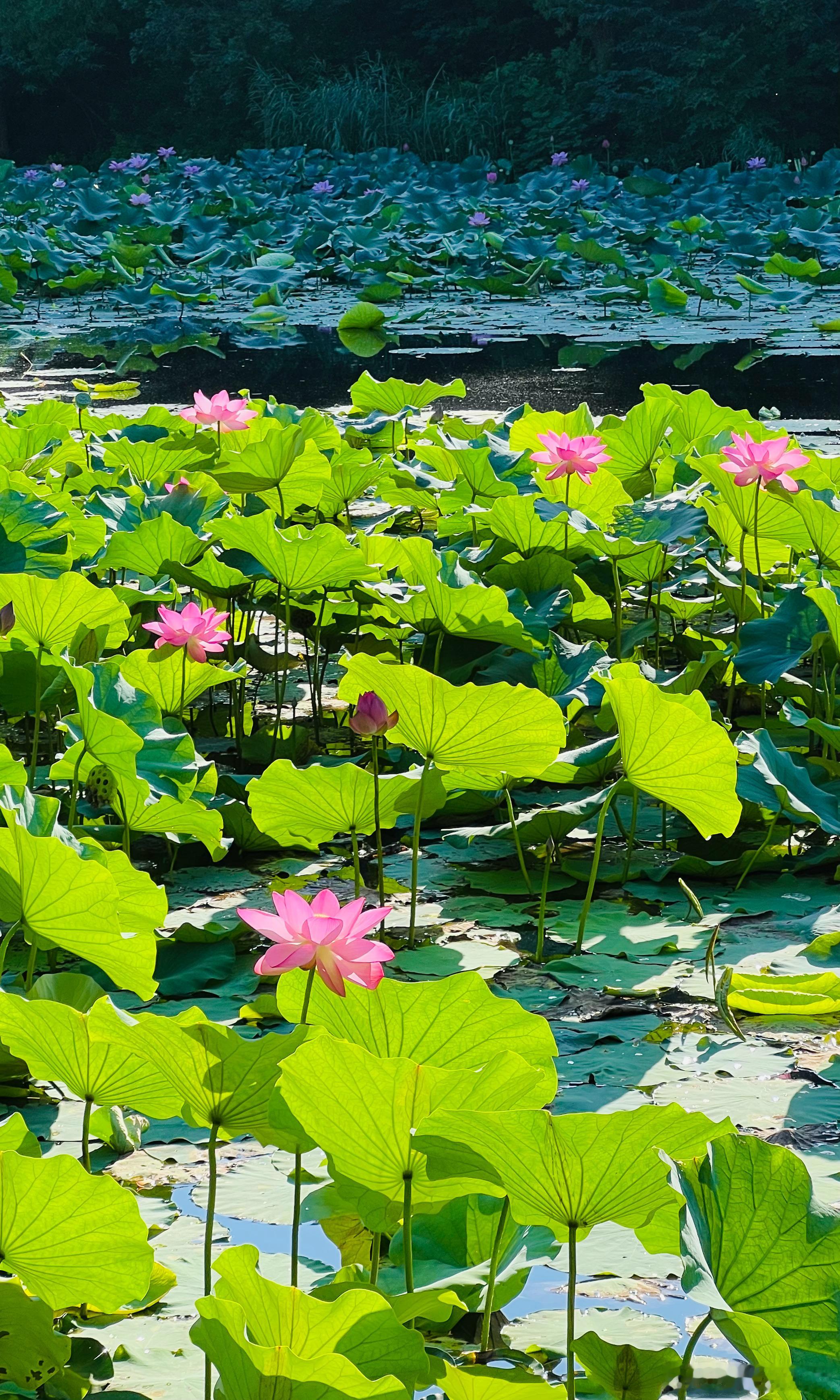 清晨的北京香山公园 静翠湖摄影​​​