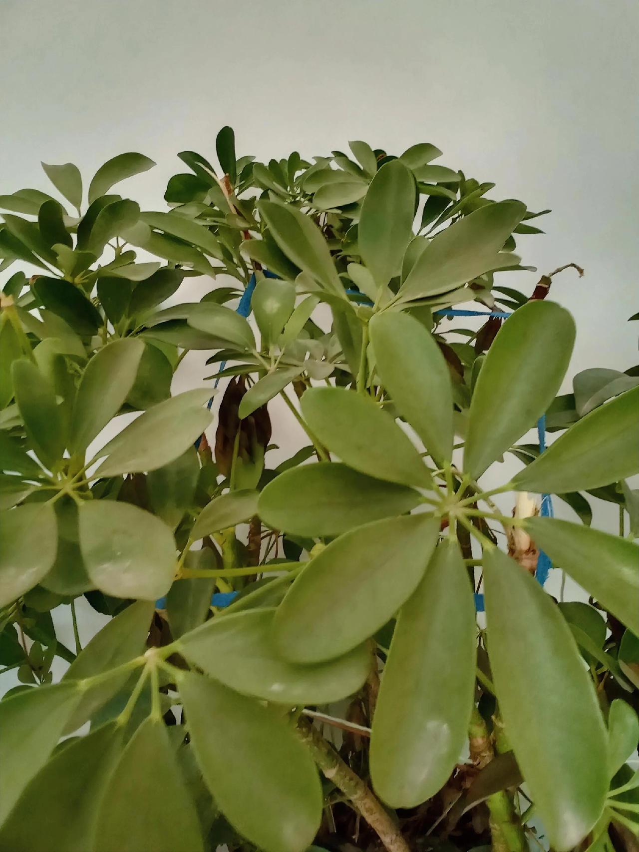 我家这盆鸭掌木，看着就像个“小森林”。叶片像小巴掌一样，层层叠叠地挤在一起，绿油