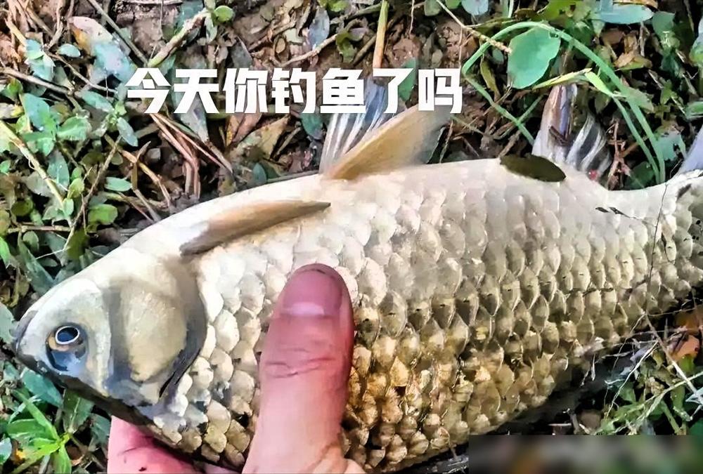 惊蛰鲫鱼秘方？2026年，根本没有！你还在找“绝密特效添加剂”？别傻了。今