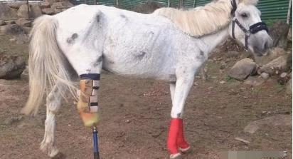 为什么马的腿断了必须死？因为马很蠢，就是蠢死的。什么生物的腿断了，都知道自己需要
