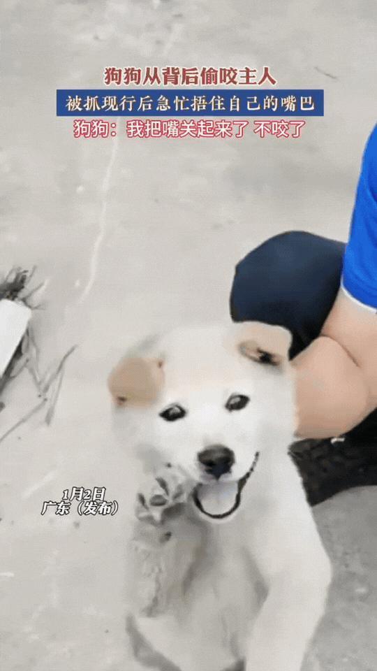 笑不活了！广东一男子在院子里干活时，身后的狗狗突然搞偷袭，偷偷咬了他一口。没等跑