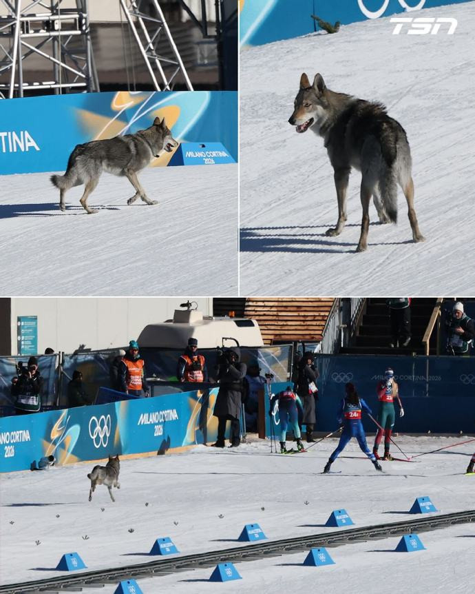 米兰冬奥会冲线狗狗主人发声一只名叫“Nazgul”的捷克狼犬在2026年米兰冬奥
